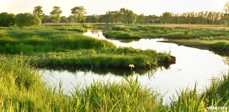 Latemse Meersen