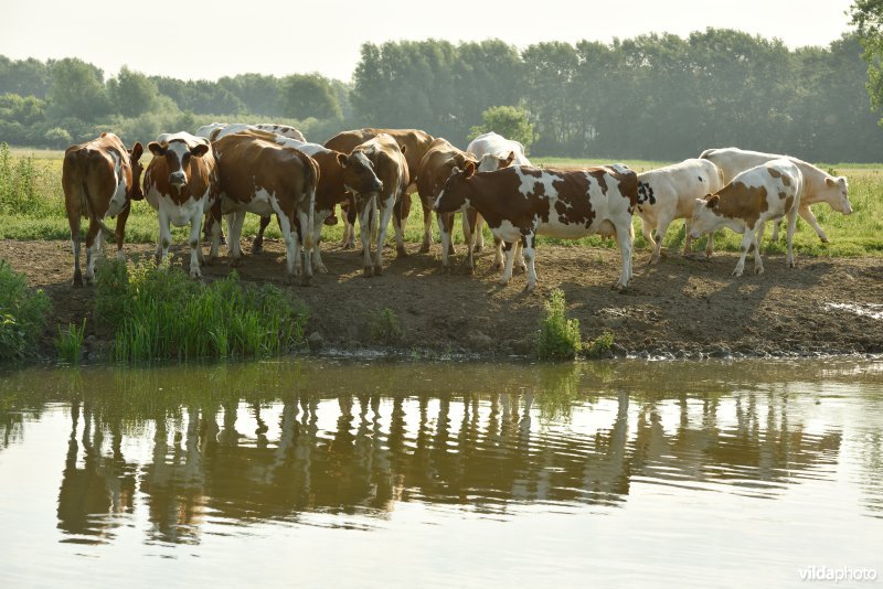 Natuurreservaat Bourgoyen