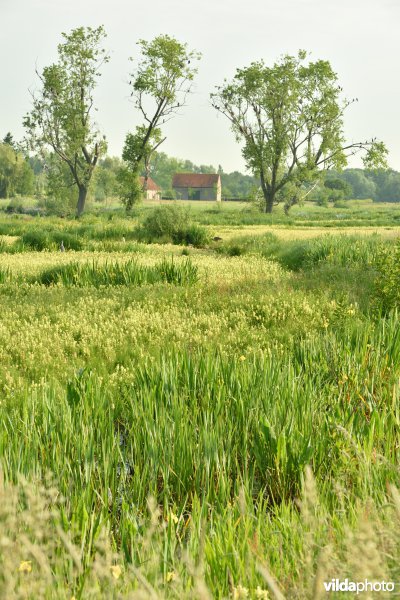 Natuurreservaat Bourgoyen