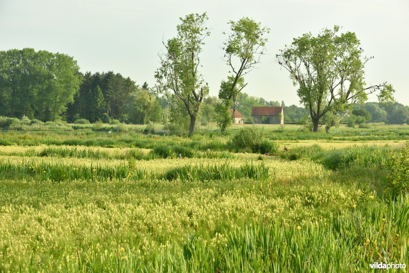 Natuurreservaat Bourgoyen