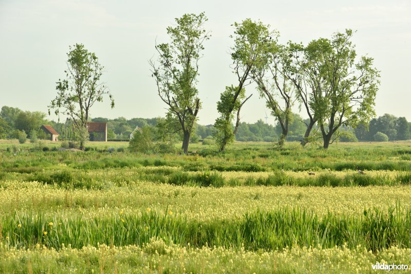 Natuurreservaat Bourgoyen