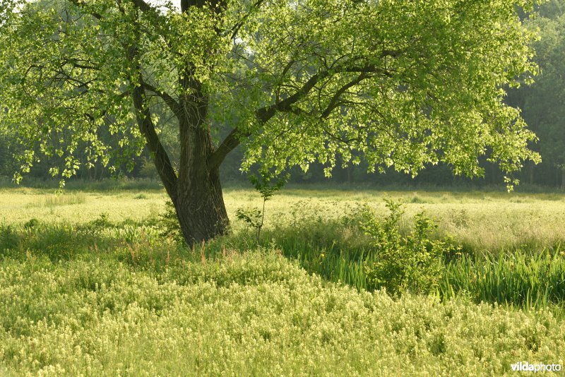 Natuurreservaat Bourgoyen