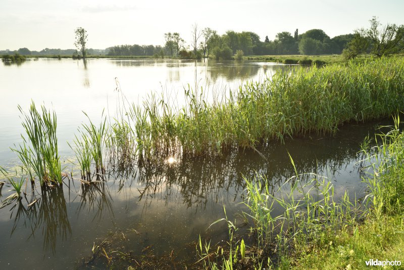 Natuurreservaat Bourgoyen