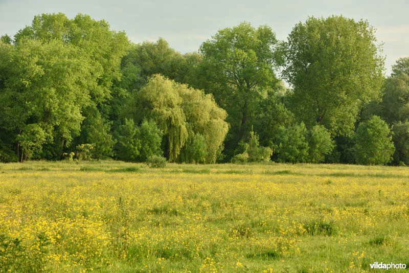 Natuurreservaat Bourgoyen