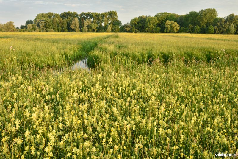 Natuurreservaat Bourgoyen