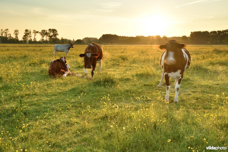 Natuurreservaat Bourgoyen