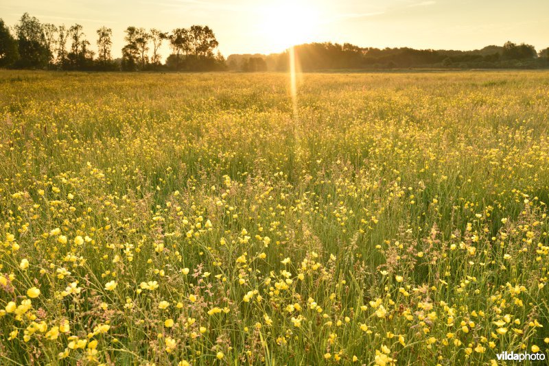 Natuurreservaat Bourgoyen