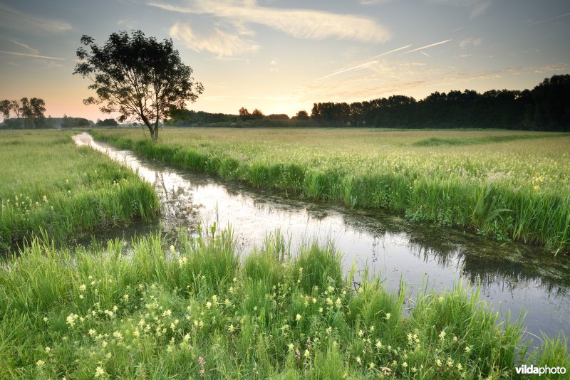 Natuurreservaat Bourgoyen