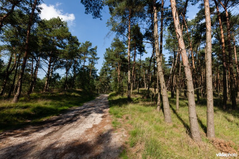 Zandweg door een dennenbos