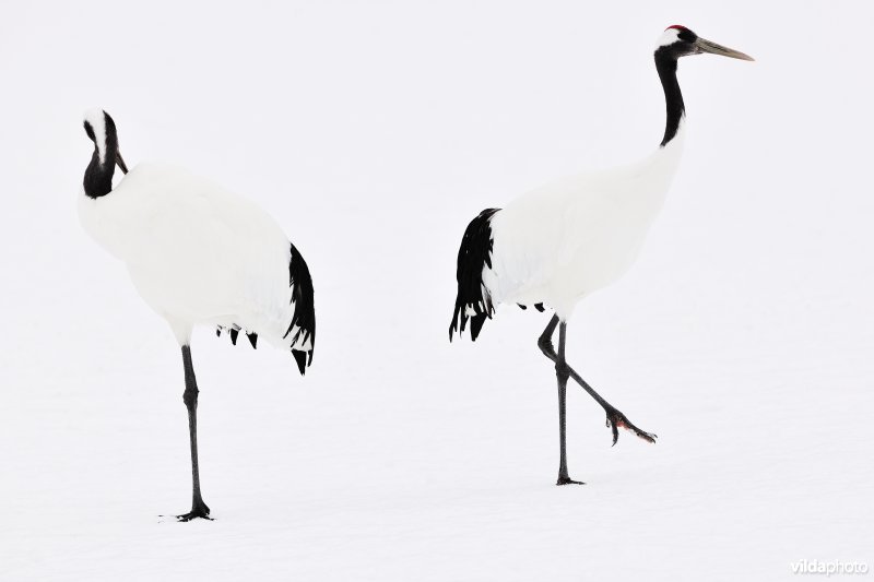 Japanse kraanvogel