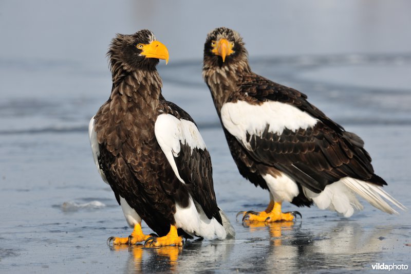 Stellers zeearend