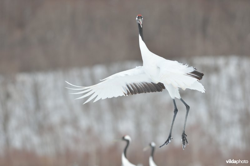 Japanse kraanvogel