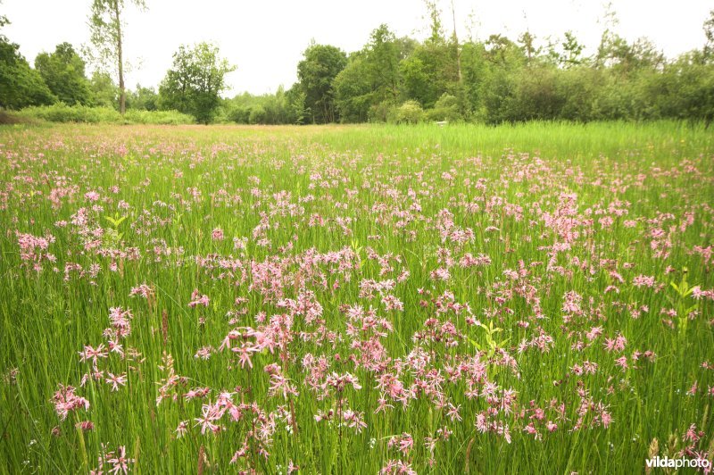 Echte koekoeksbloem