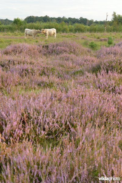 Natuurreservaat De Liereman