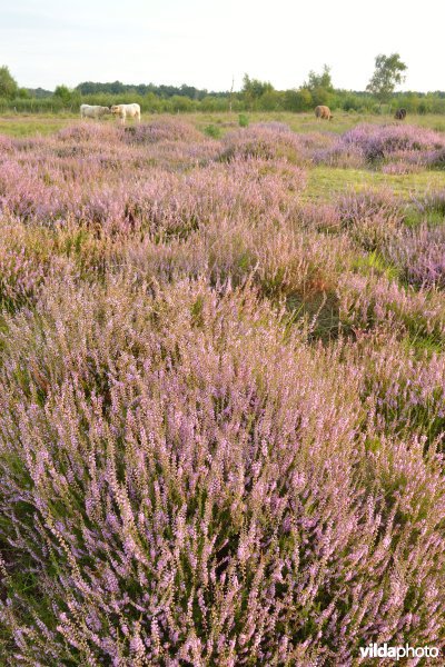 Natuurreservaat De Liereman