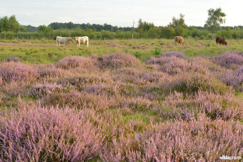 Natuurreservaat De Liereman