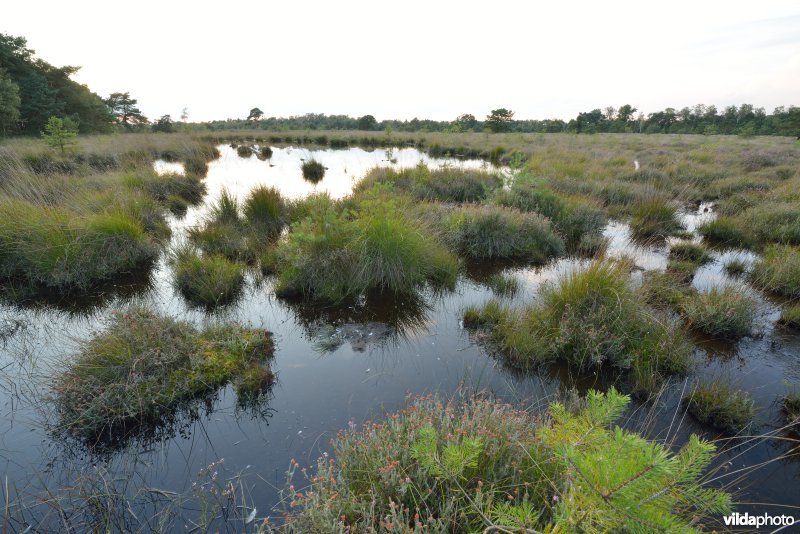 Natuurreservaat De Liereman