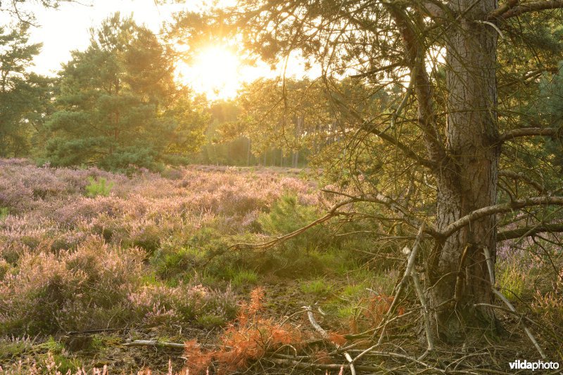 Natuurreservaat De Liereman