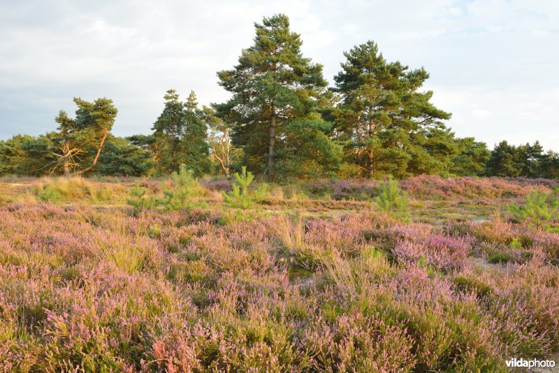 Natuurreservaat De Liereman