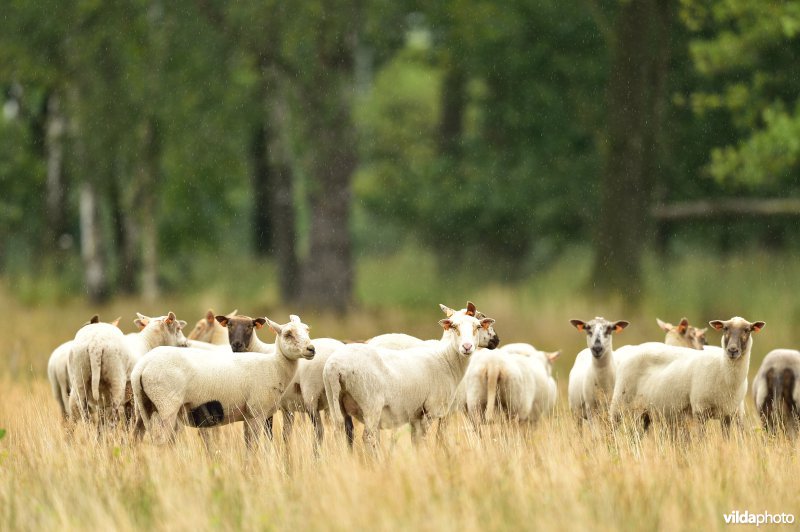 Natuurgebied Turnhouts vennengebied