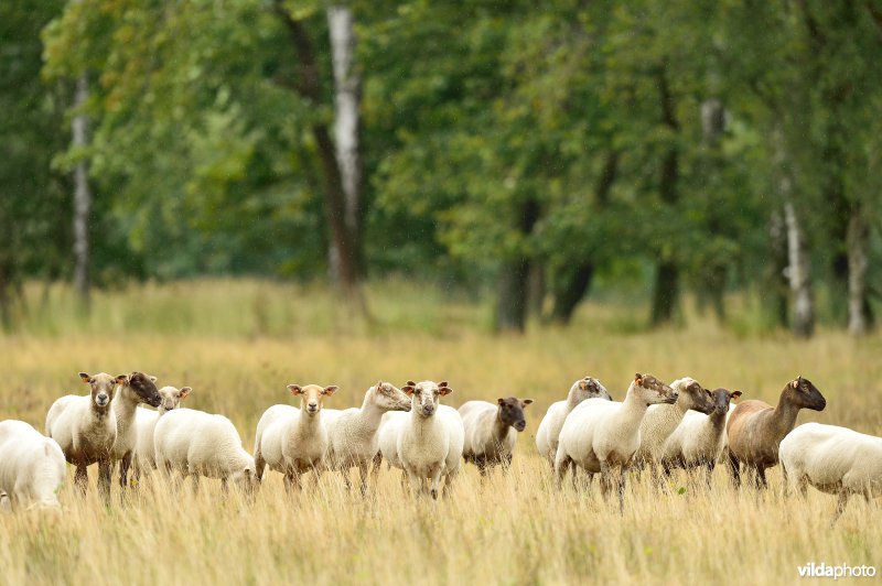 Natuurgebied Turnhouts vennengebied