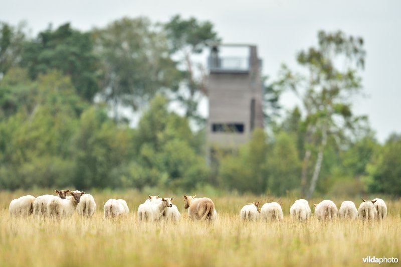 Natuurgebied Turnhouts vennengebied