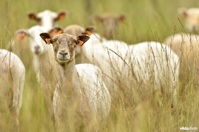 Natuurgebied Turnhouts vennengebied