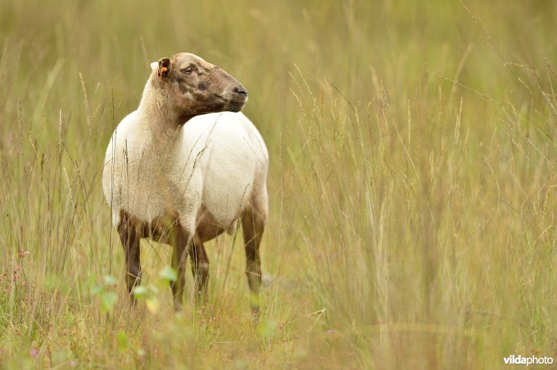 Natuurgebied Turnhouts vennengebied