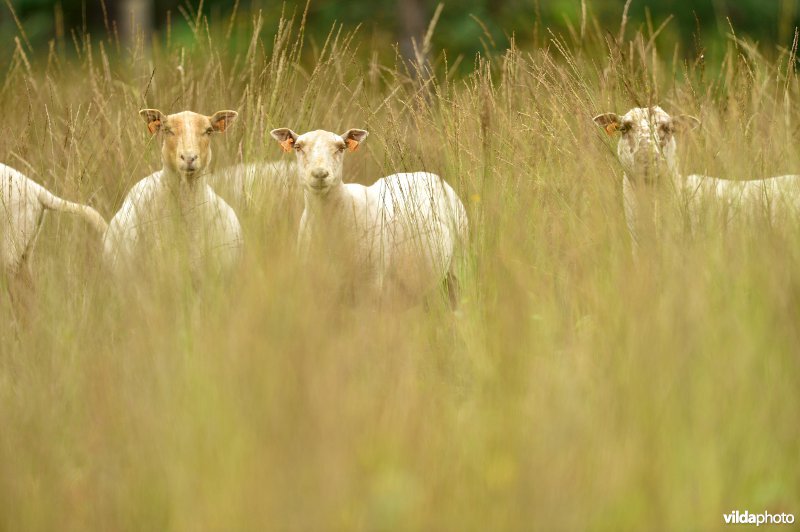 Natuurgebied Turnhouts vennengebied