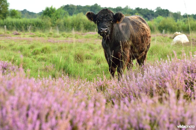 Natuurreservaat De Liereman