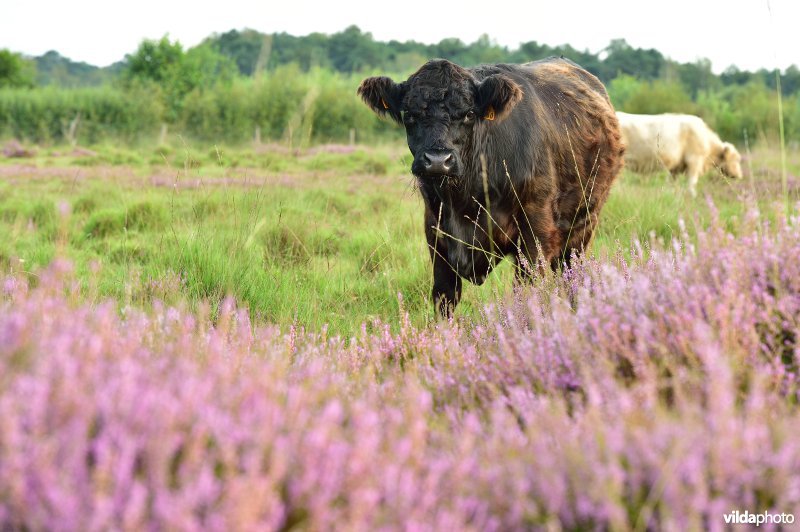 Natuurreservaat De Liereman