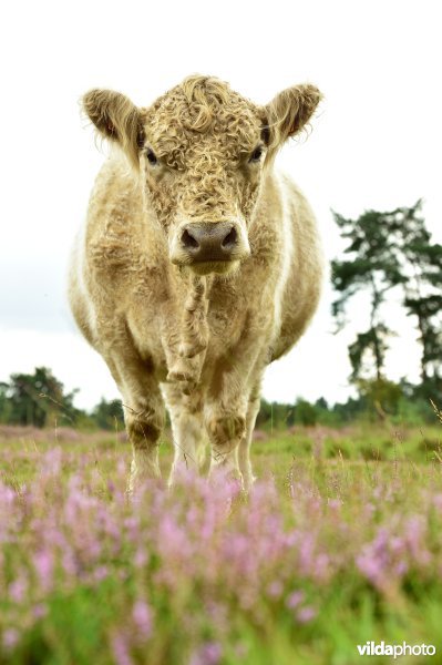 Natuurreservaat De Liereman