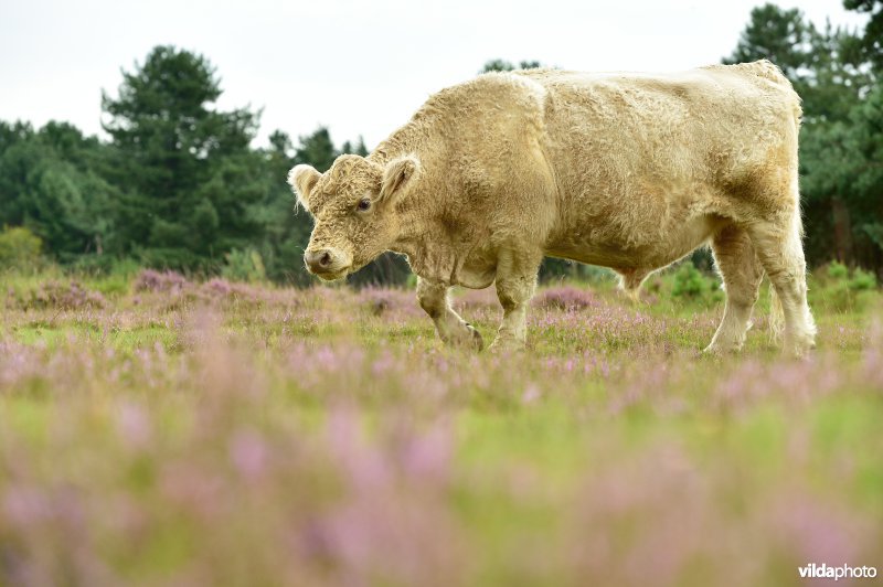 Natuurreservaat De Liereman