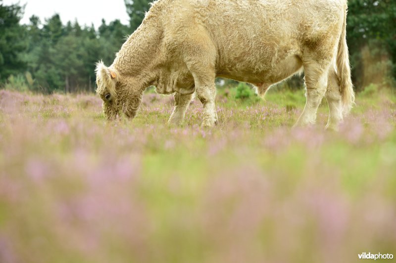 Natuurreservaat De Liereman