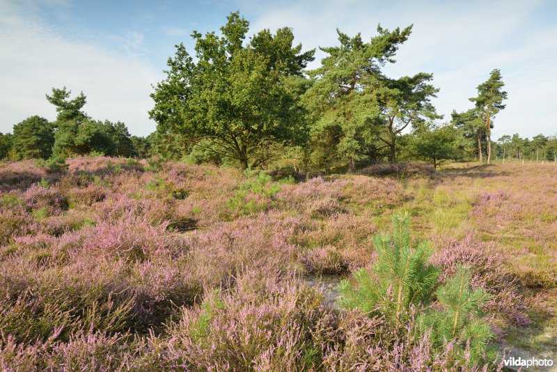 Natuurreservaat De Liereman