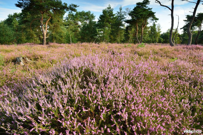 Natuurreservaat De Liereman