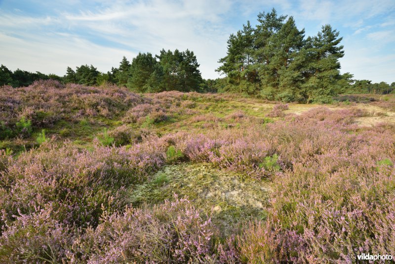 Natuurreservaat De Liereman