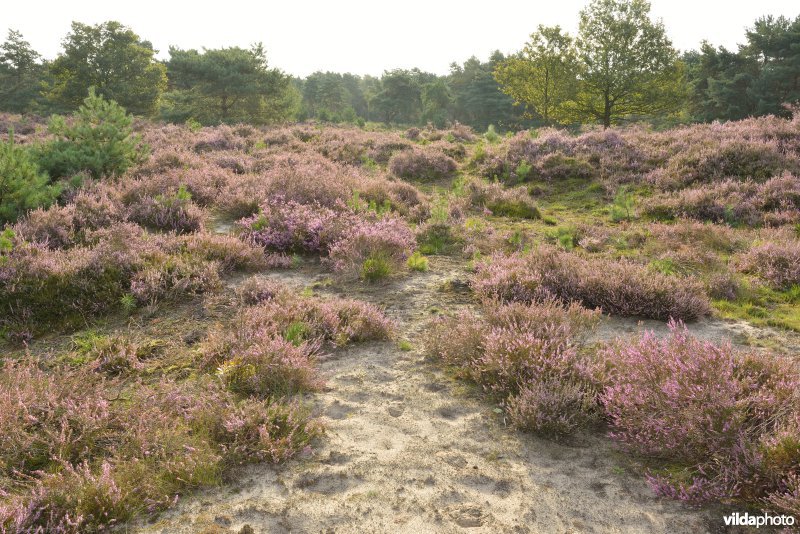 Natuurreservaat De Liereman