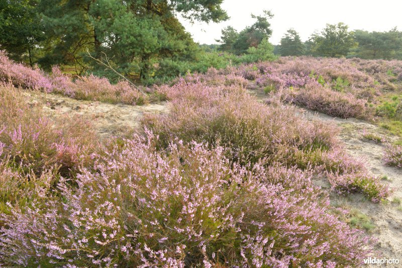 Natuurreservaat De Liereman