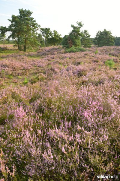 Natuurreservaat De Liereman