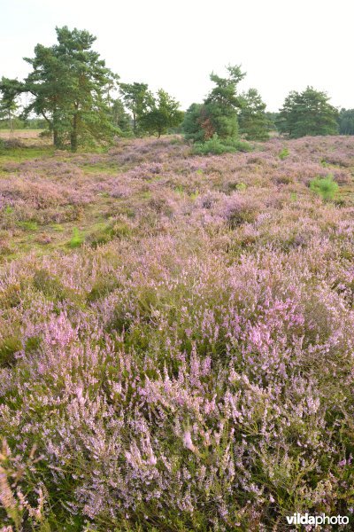 Natuurreservaat De Liereman