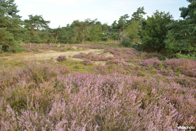 Natuurreservaat De Liereman