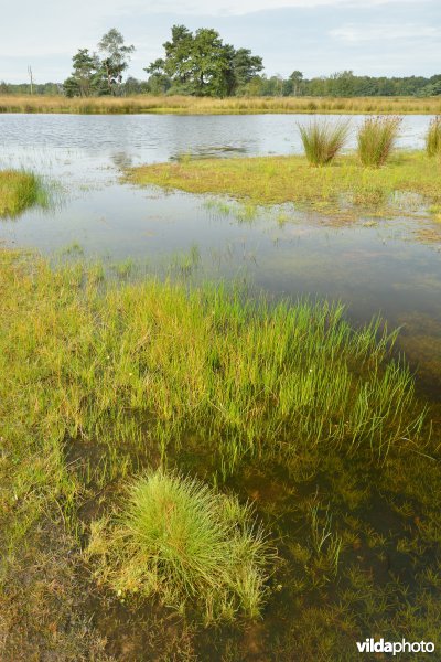 Natuurgebied Turnhouts vennengebied