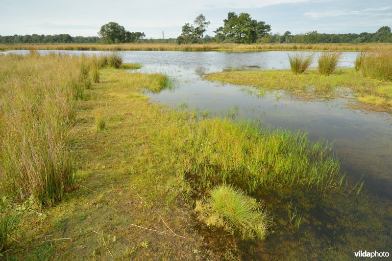 Natuurgebied Turnhouts vennengebied