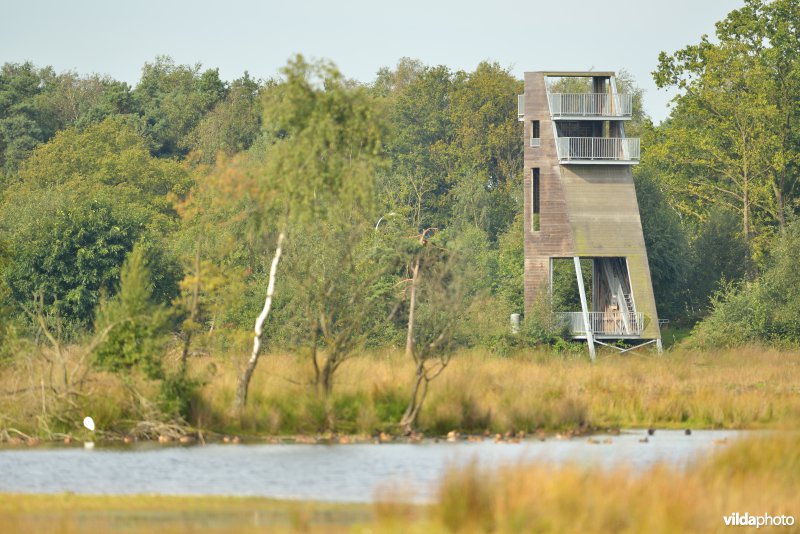 Natuurgebied Turnhouts vennengebied