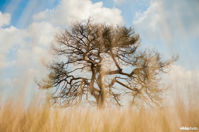 Deelense Veld, Hoge Veluwe