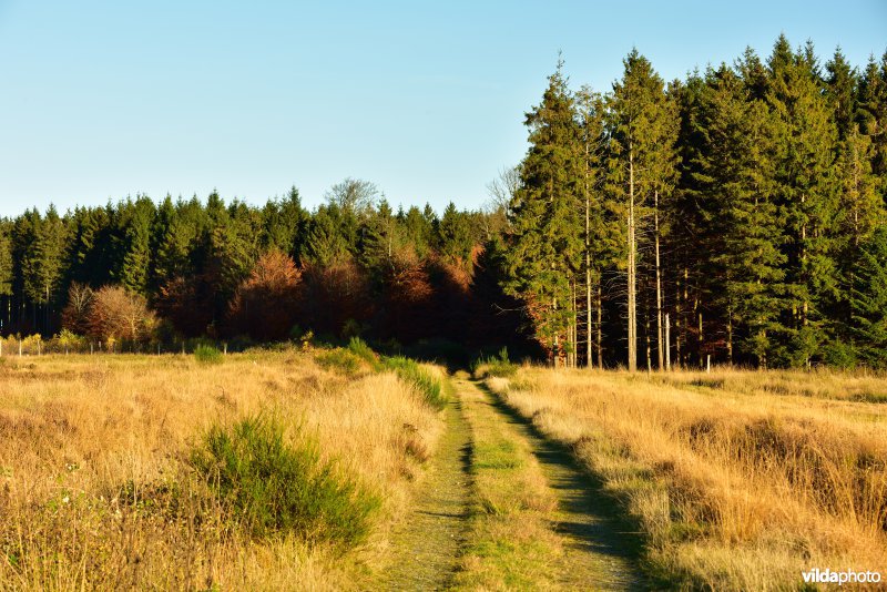 Plateau des Tailles