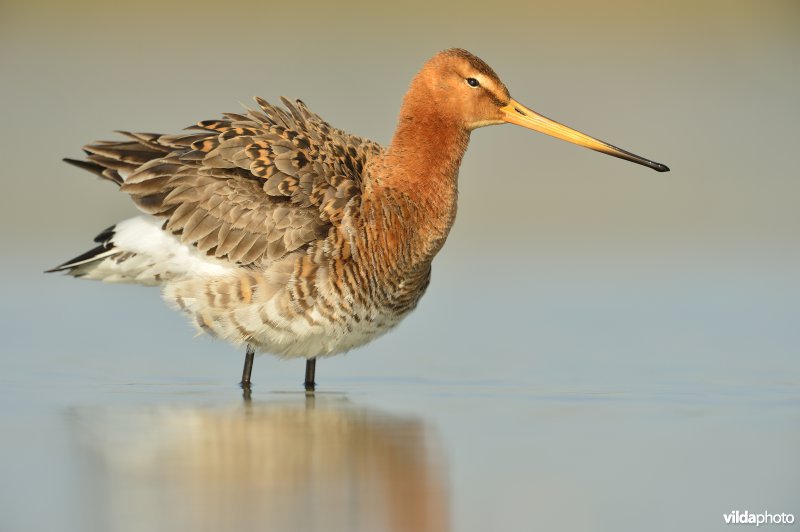 Grutto