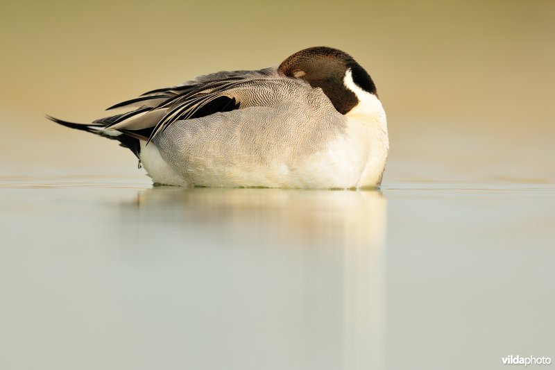 Pijlstaart