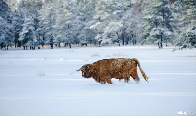 Schotse Hooglander in de sneeuw